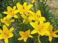 Gironde Lily / Lilium 